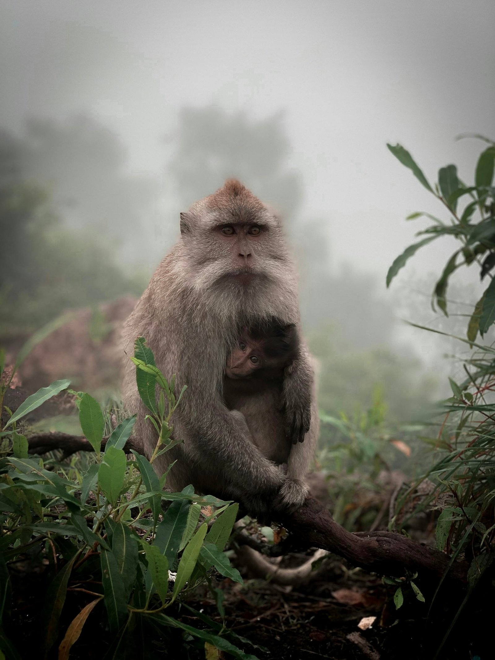 A macaque monkey and baby in a misty Balinese jungle, surrounded by lush greenery.