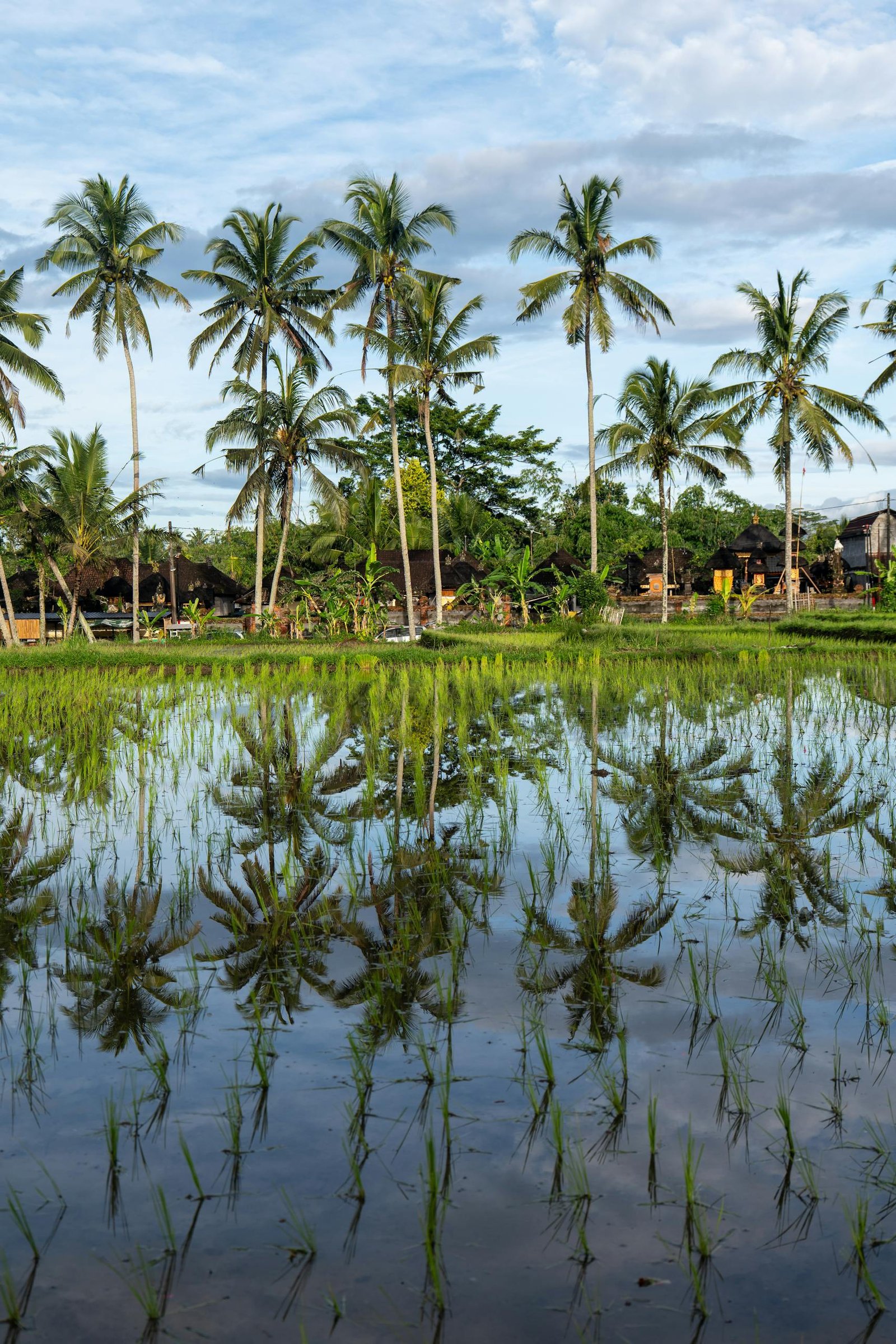 Reflective rice paddies in Bali surrounded by towering palm trees, capturing a serene Indonesian landscape.